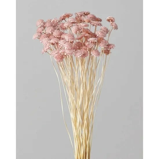 日本不凋瑪格麗特 30020-161