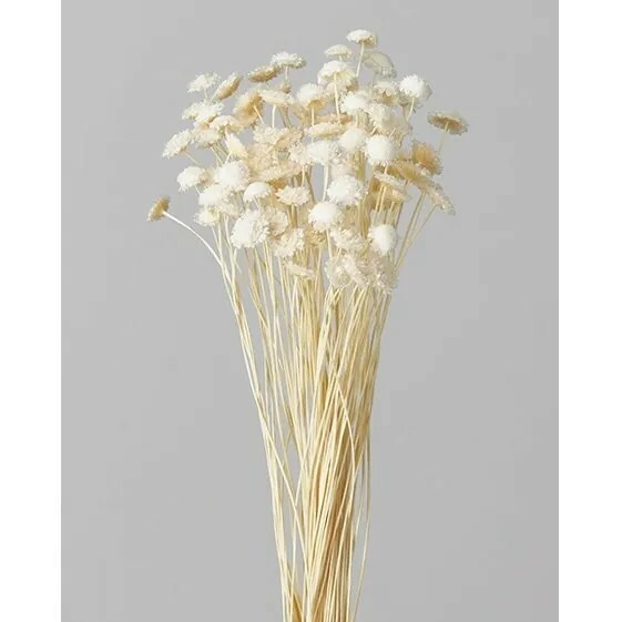 日本不凋瑪格麗特 30020-011