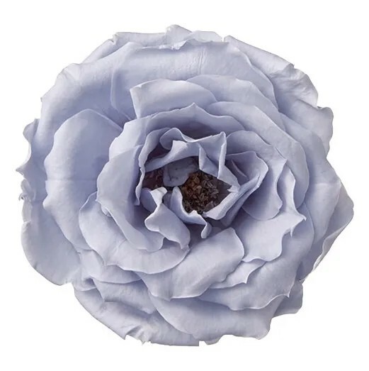 日本不凋瑪加利卡玫瑰 01030-631