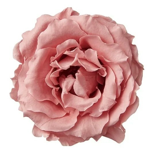 日本不凋瑪加利卡玫瑰 01030-171