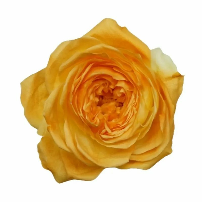 日本不凋庭園玫瑰(6朵) 02473-500