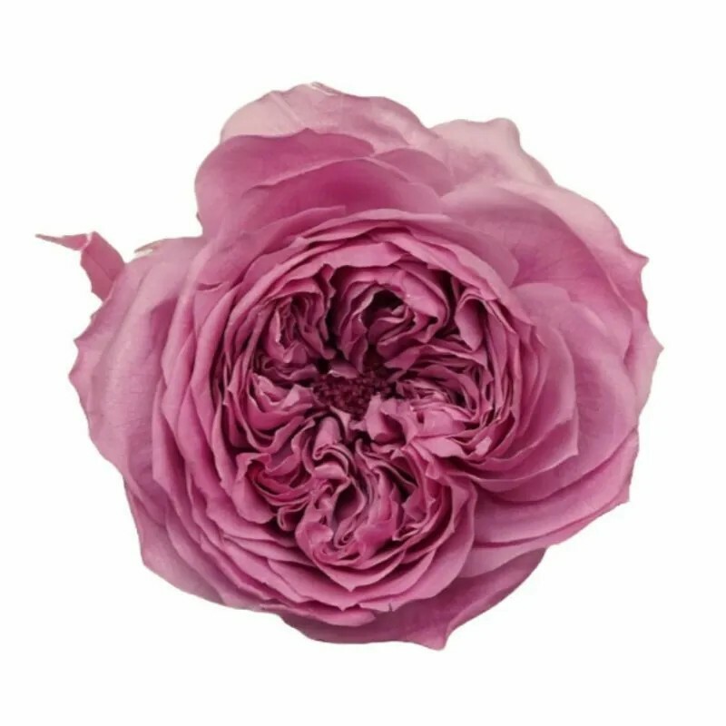 日本不凋庭園玫瑰(6朵) 02473-220