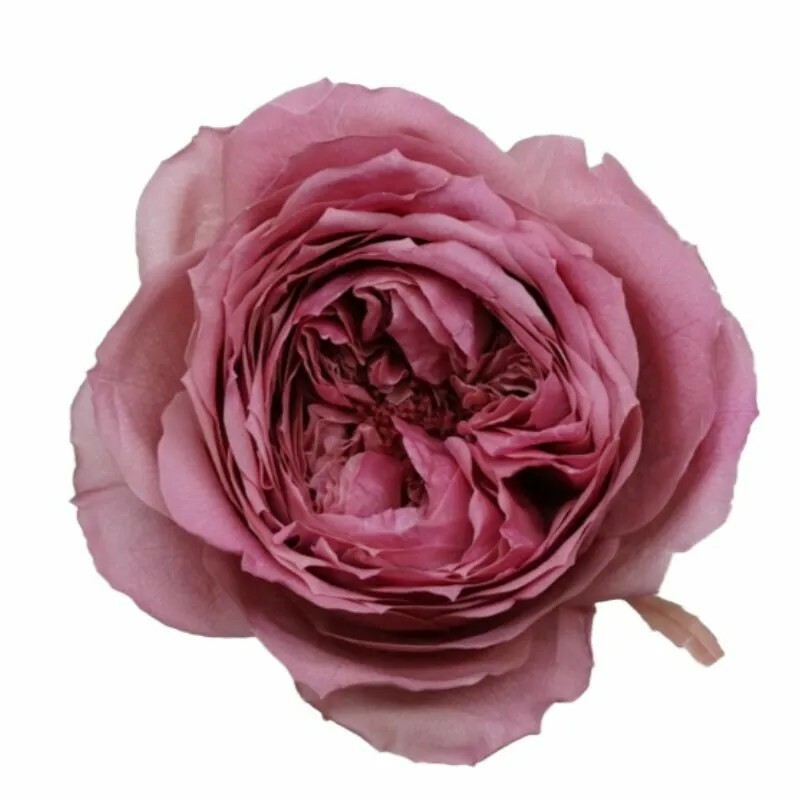 日本不凋庭園玫瑰(6朵) 02473-190