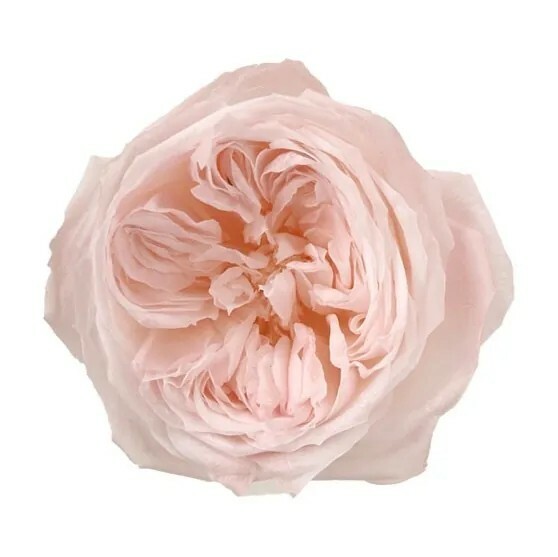 日本不凋庭園玫瑰(6朵) 02473-100