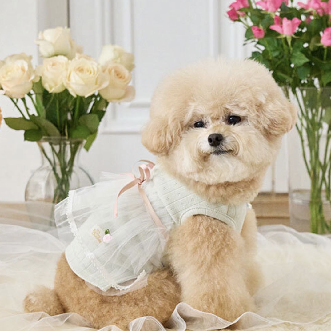 玫瑰芭蕾紗裙裝-薄荷綠 Mint  It’s sunny outside