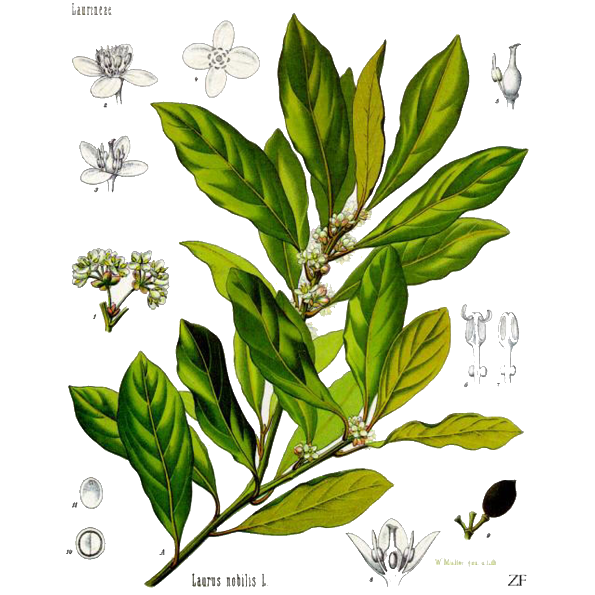 月桂精油, 香氛, Laurus nobilis, 消化系統支援, 頭髮健康, 抗菌殺蟲, 肌肉關節緩解, 自然療法, 芳療, 按摩油, 擴香使用, 皮膚保養, 頭皮護理, 家庭必備精油, 天然抗菌, 青春復甦, 生活香氛, 薰香, 精油調配