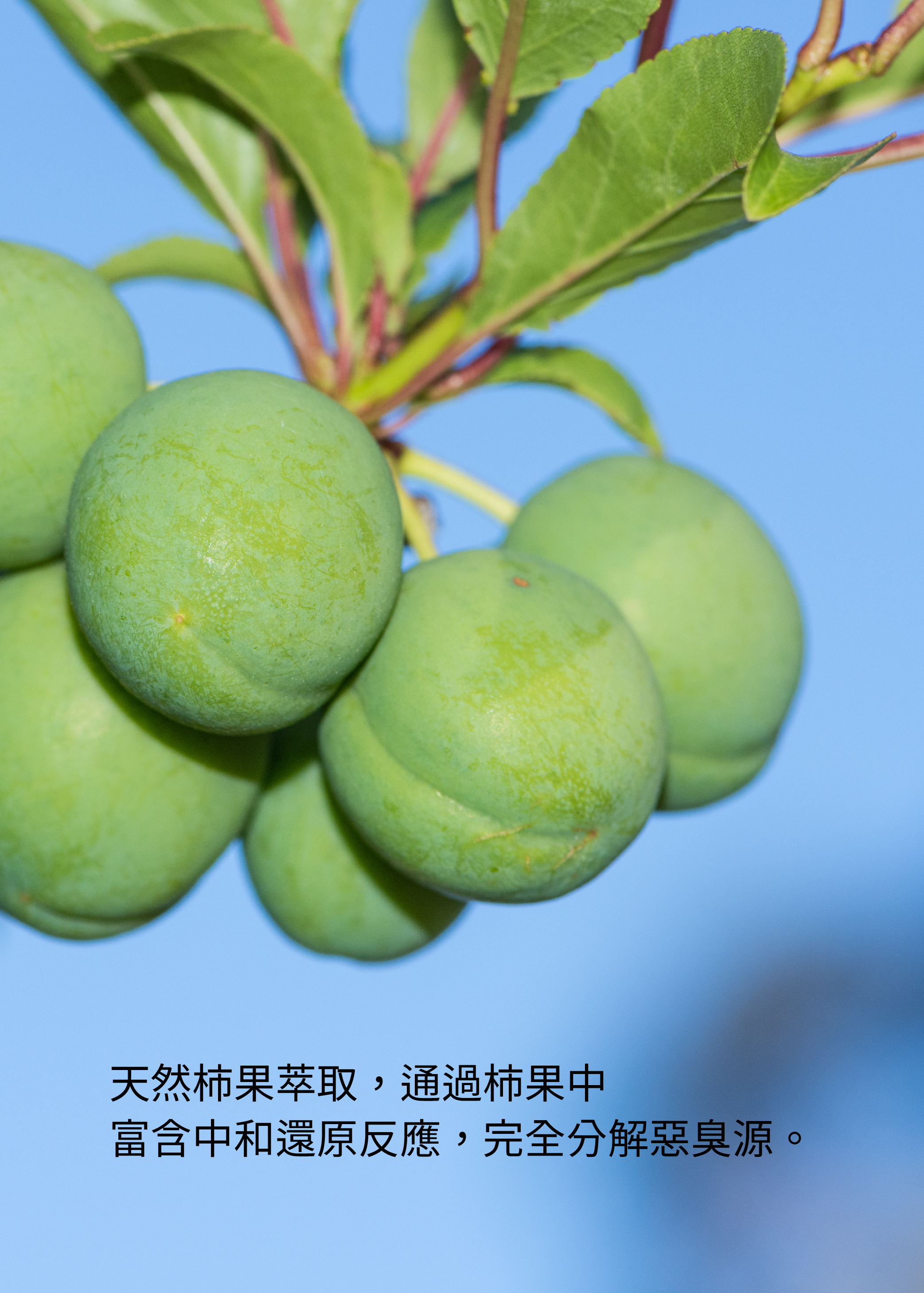 99.7%強力除臭，日本青柿獨家配方