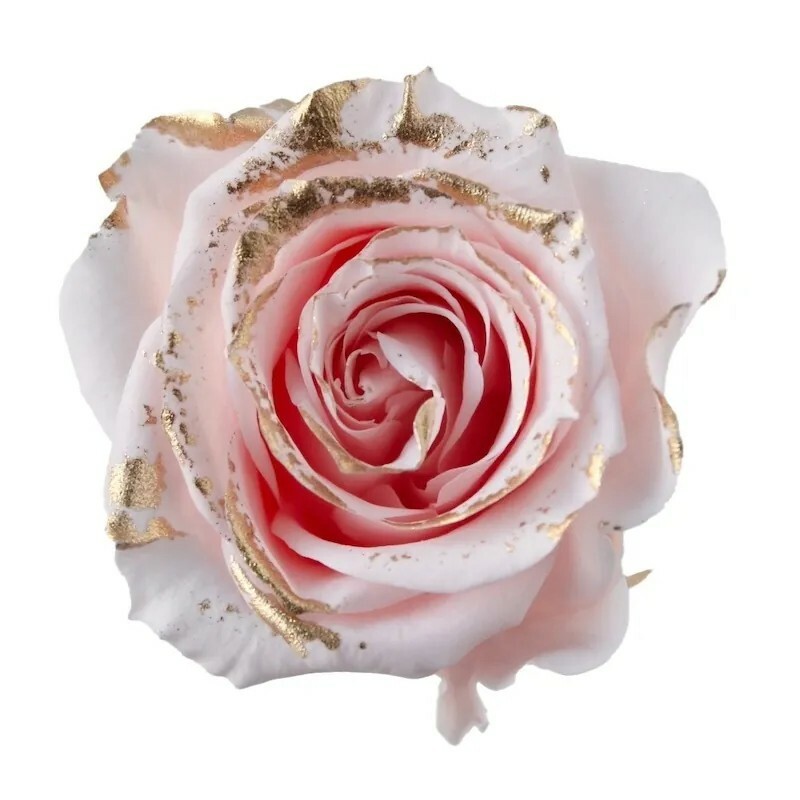 日本不凋中輪玫瑰(鑲金/9朵) 03488-109