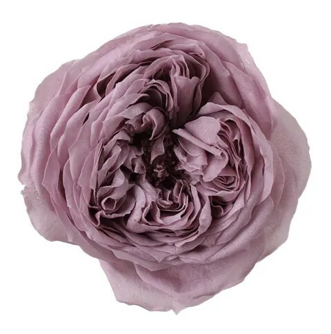 日本不凋庭園玫瑰(L) 02470-441