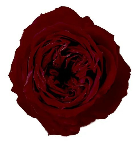 日本不凋庭園玫瑰(L) 02470-331