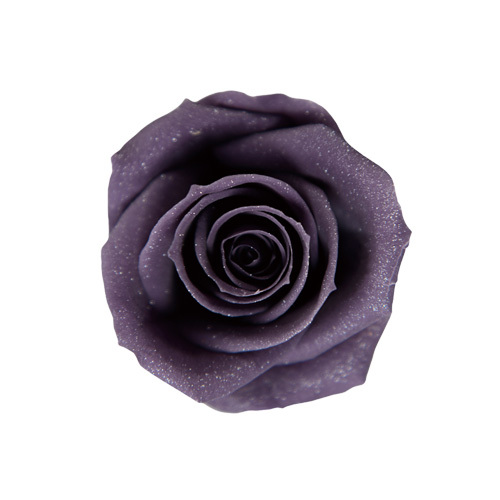 日本不凋玫瑰花(8朵/亮粉) FL0078-402