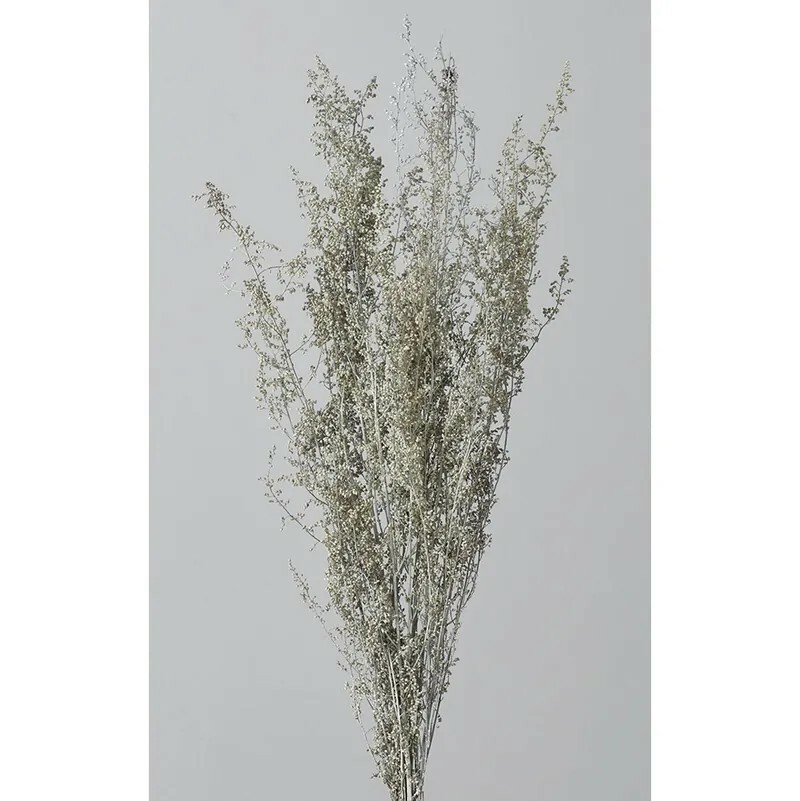 日本不凋青蒿草 01090-012