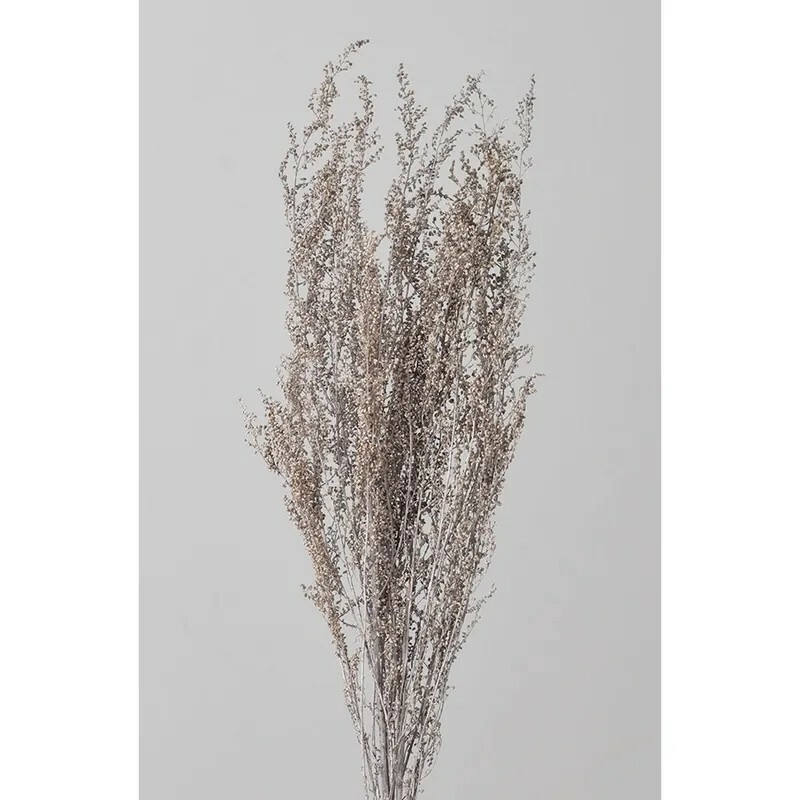 日本不凋青蒿草 01090-102