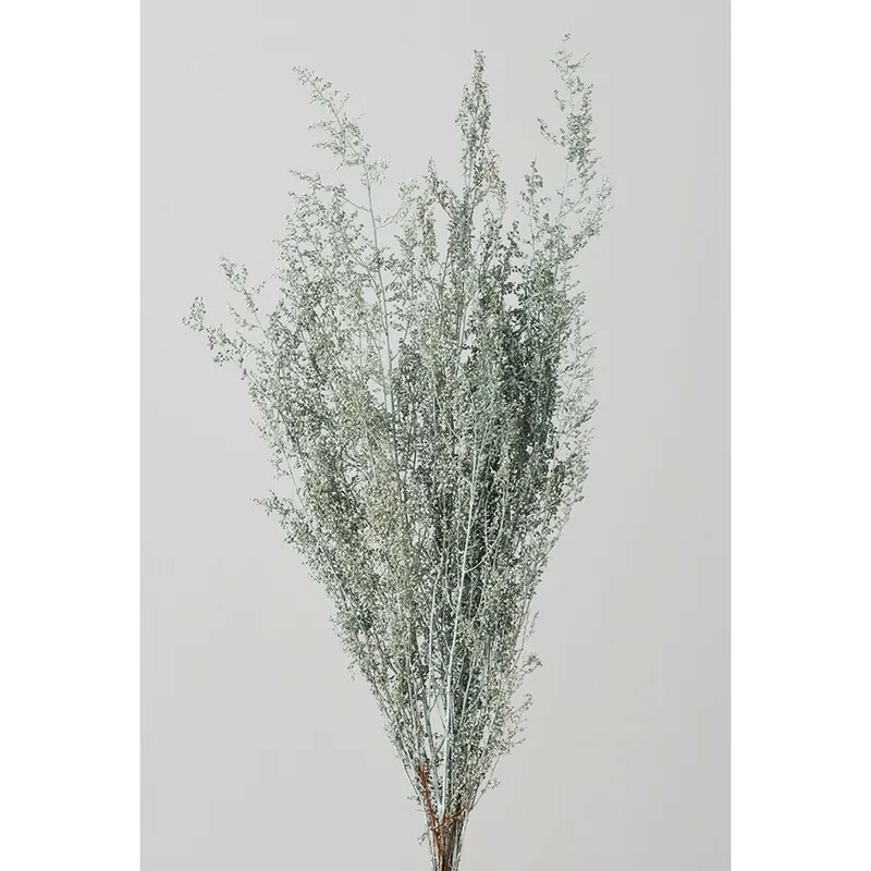 日本不凋青蒿草 01090-602