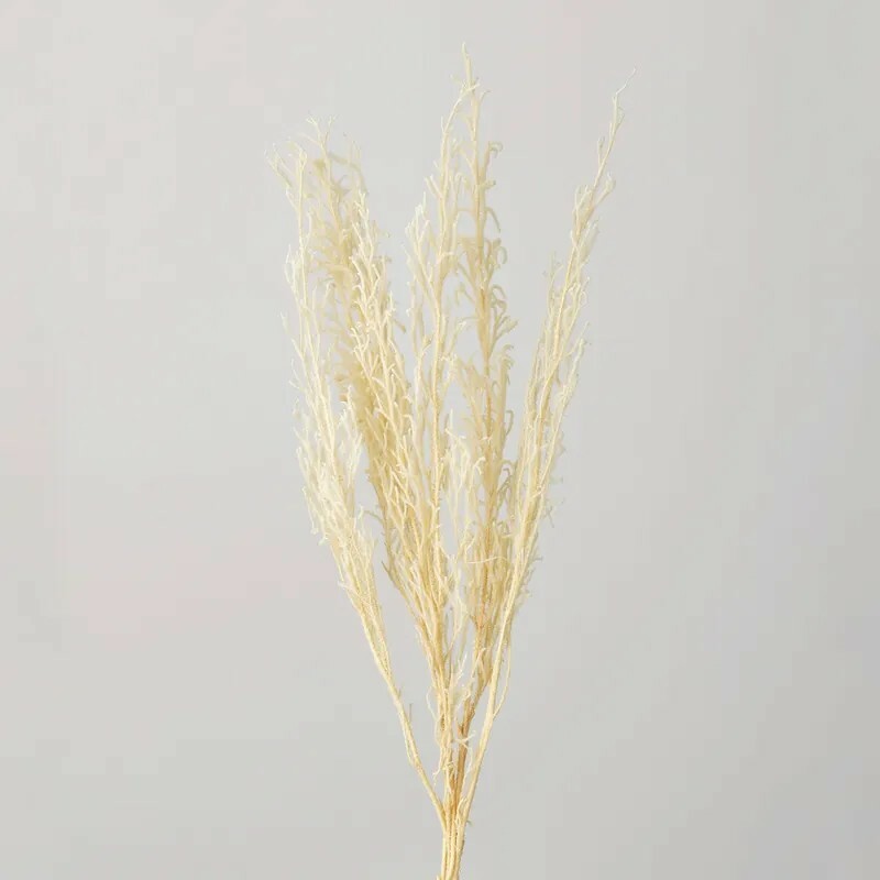 日本不凋垂穗石松 01620-011