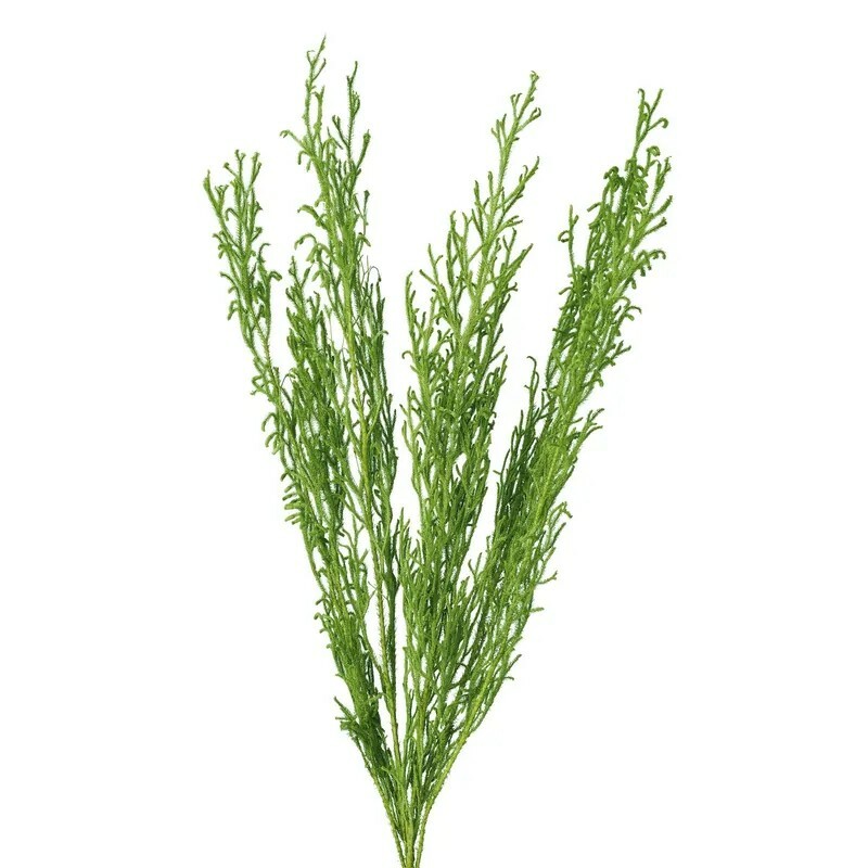 日本不凋垂穗石松 01620-701