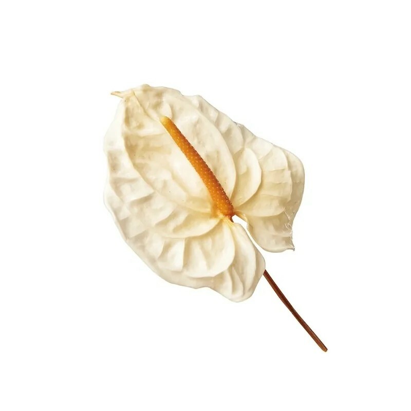 日本不凋火鶴(3支) 05416-011