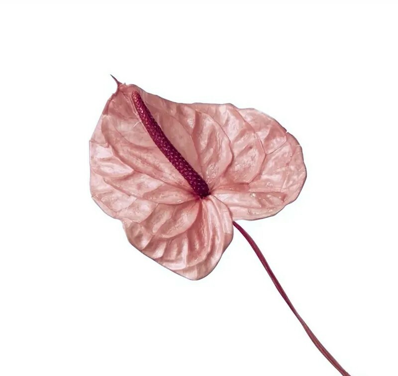 日本不凋火鶴(3支) 05416-171