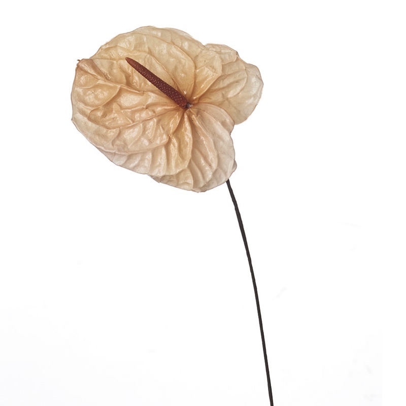 日本不凋火鶴(3支) 05410-131