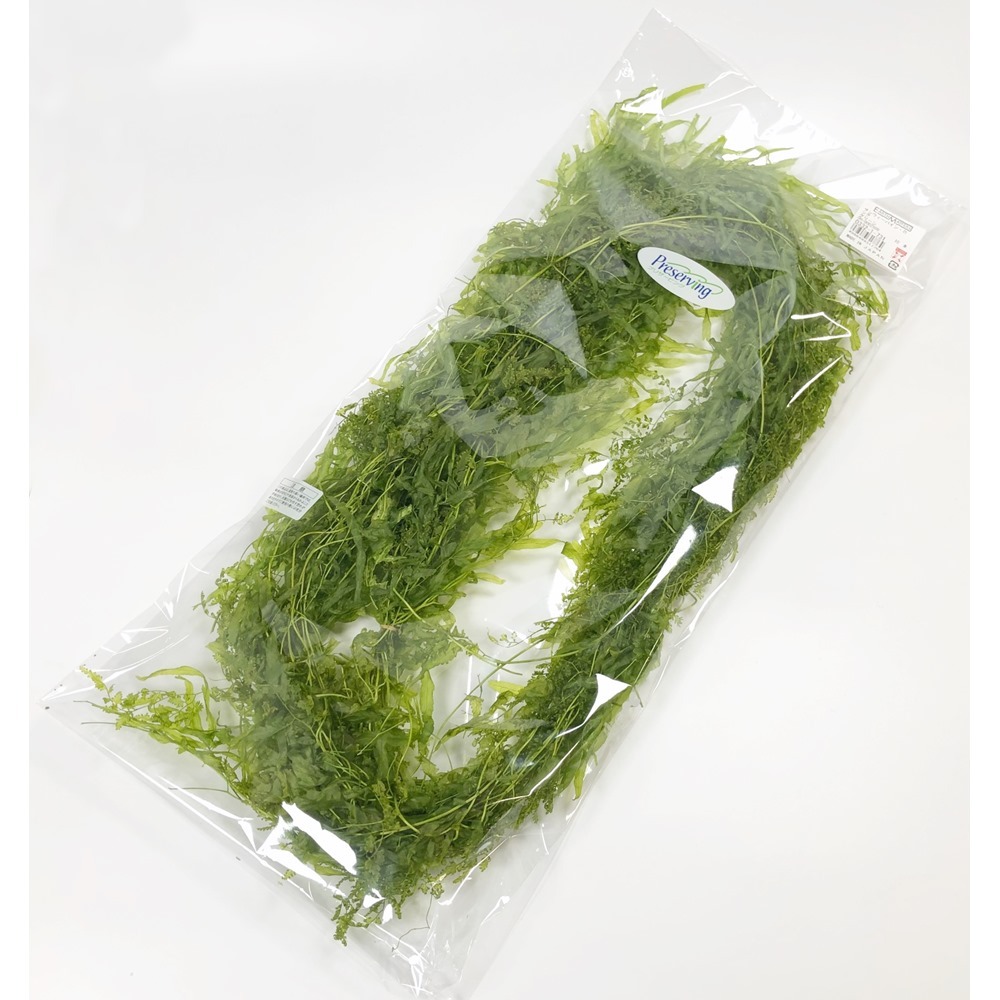 日本不凋海金沙 03321-731