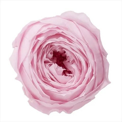 日本不凋庭園玫瑰(9朵) 02730-102