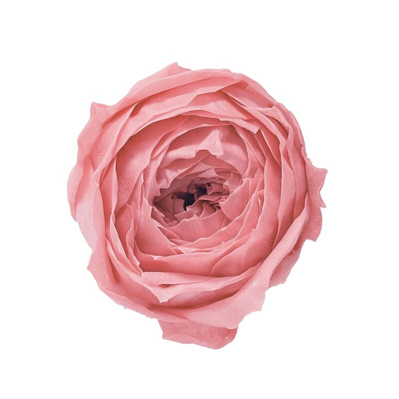 日本不凋庭園玫瑰(9朵) 02730-171