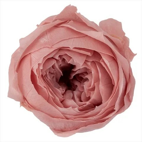 日本不凋庭園玫瑰(9朵) 02730-192