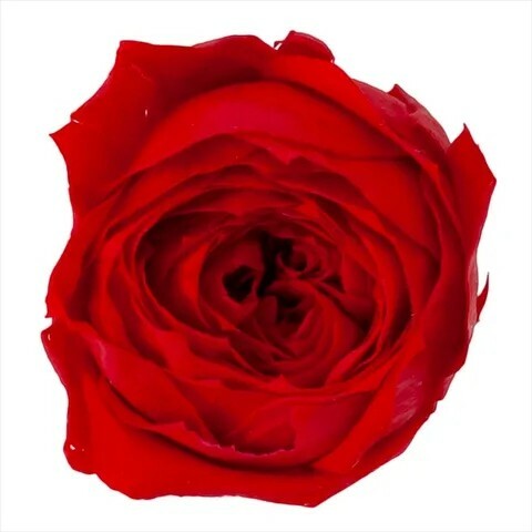 日本不凋庭園玫瑰(9朵) 02730-331