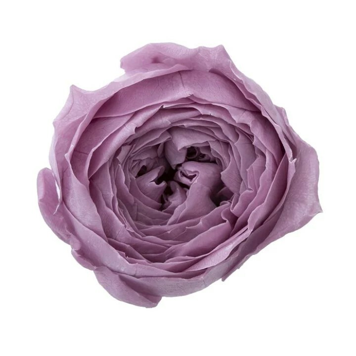 日本不凋庭園玫瑰(9朵) 02730-441