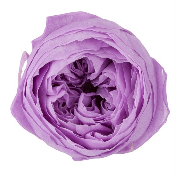 日本不凋庭園玫瑰(9朵) 02730-451