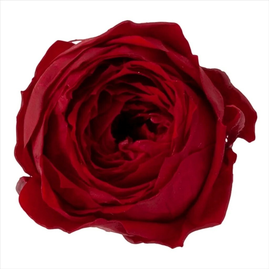 日本不凋庭園玫瑰(9朵) 02730-471