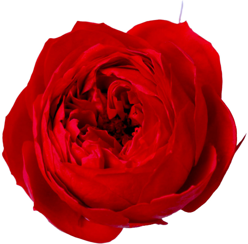 日本不凋庭園玫瑰(6朵) 02734-321