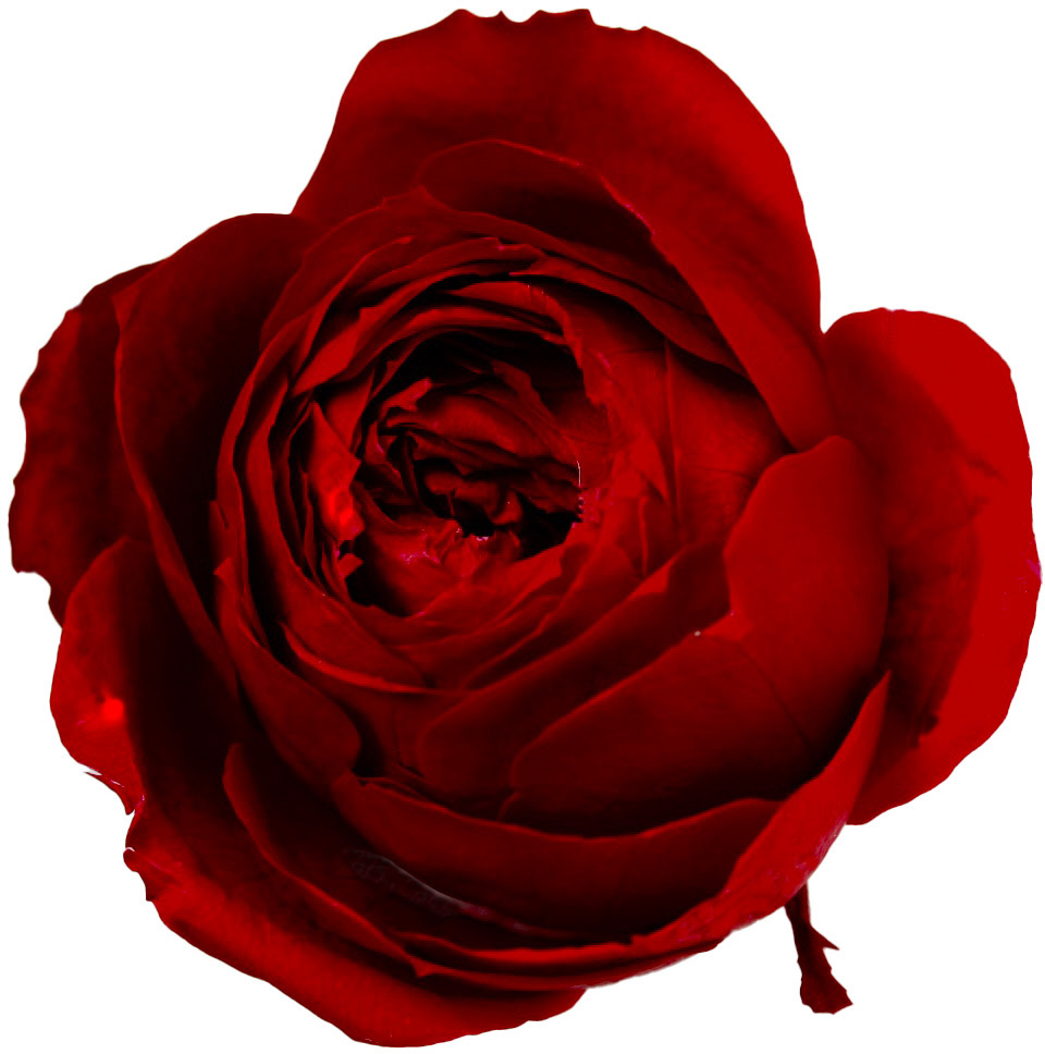 日本不凋庭園玫瑰(6朵) 02734-471