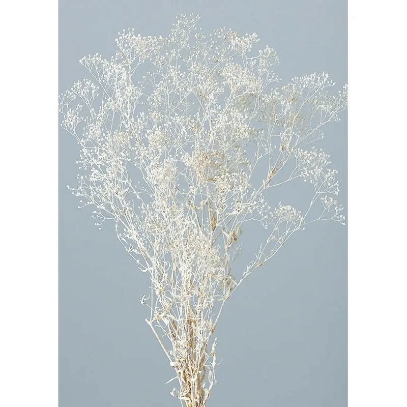 日本不凋迷你滿天星 00020-012