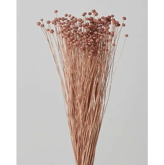 日本不凋鈕扣菊(小) 30150-192