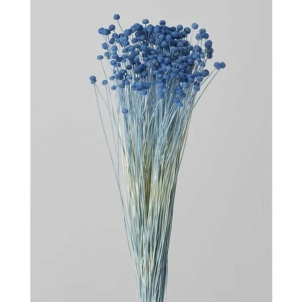 日本不凋鈕扣菊(小) 30150-601