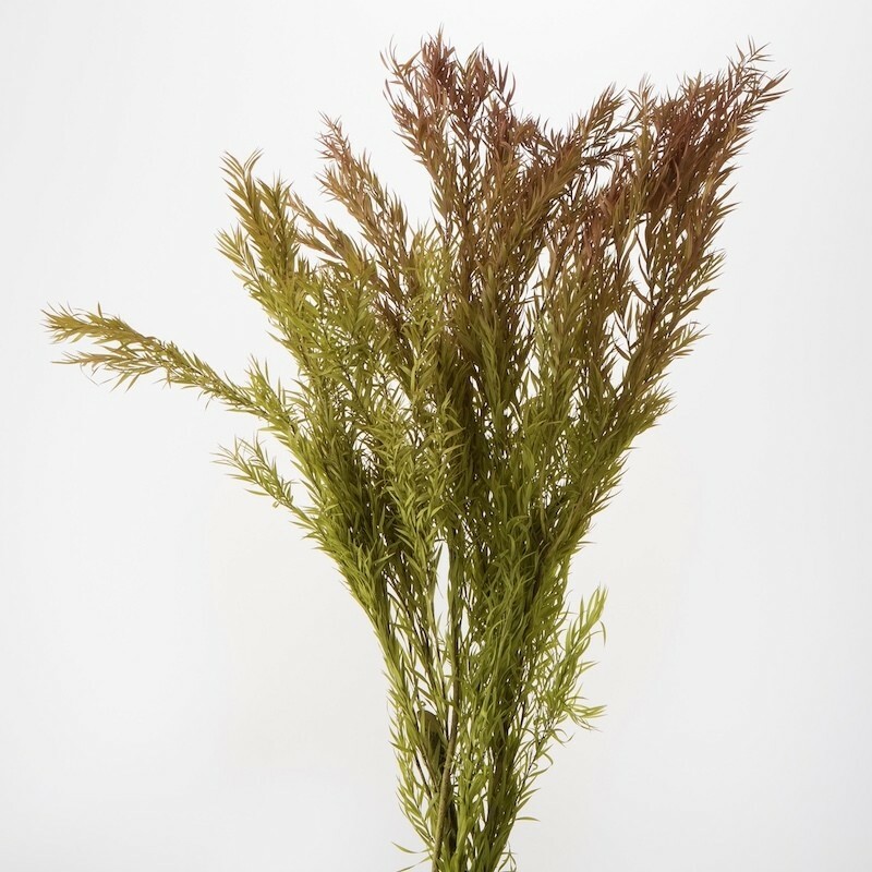 日本不凋茶樹葉 01250-370