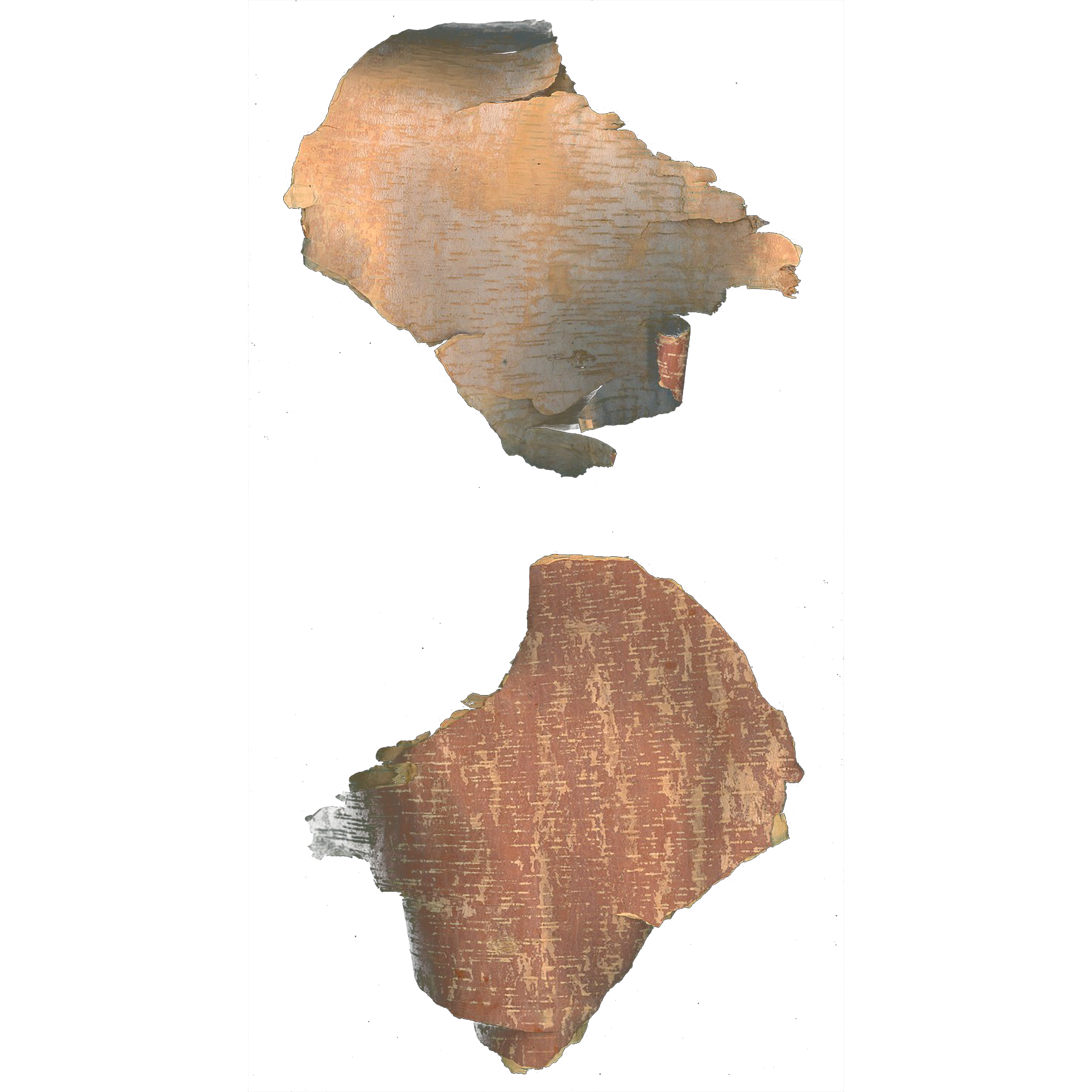 樺木精油, Betula alleghaniensis, 活力提振, 緩解痠痛, 皮膚淨化, 清新氣味, 水楊酸甲酯, 蒸氣蒸餾, 振奮心情, 健康膚色, 美國精油, 香氛治療,Birch Essential Oil, Betula