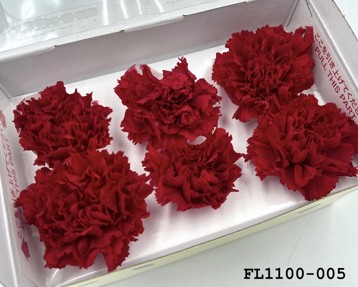 日本不凋中輪康乃馨FL1100-005