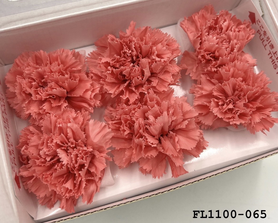 日本不凋中輪康乃馨 FL1100-065