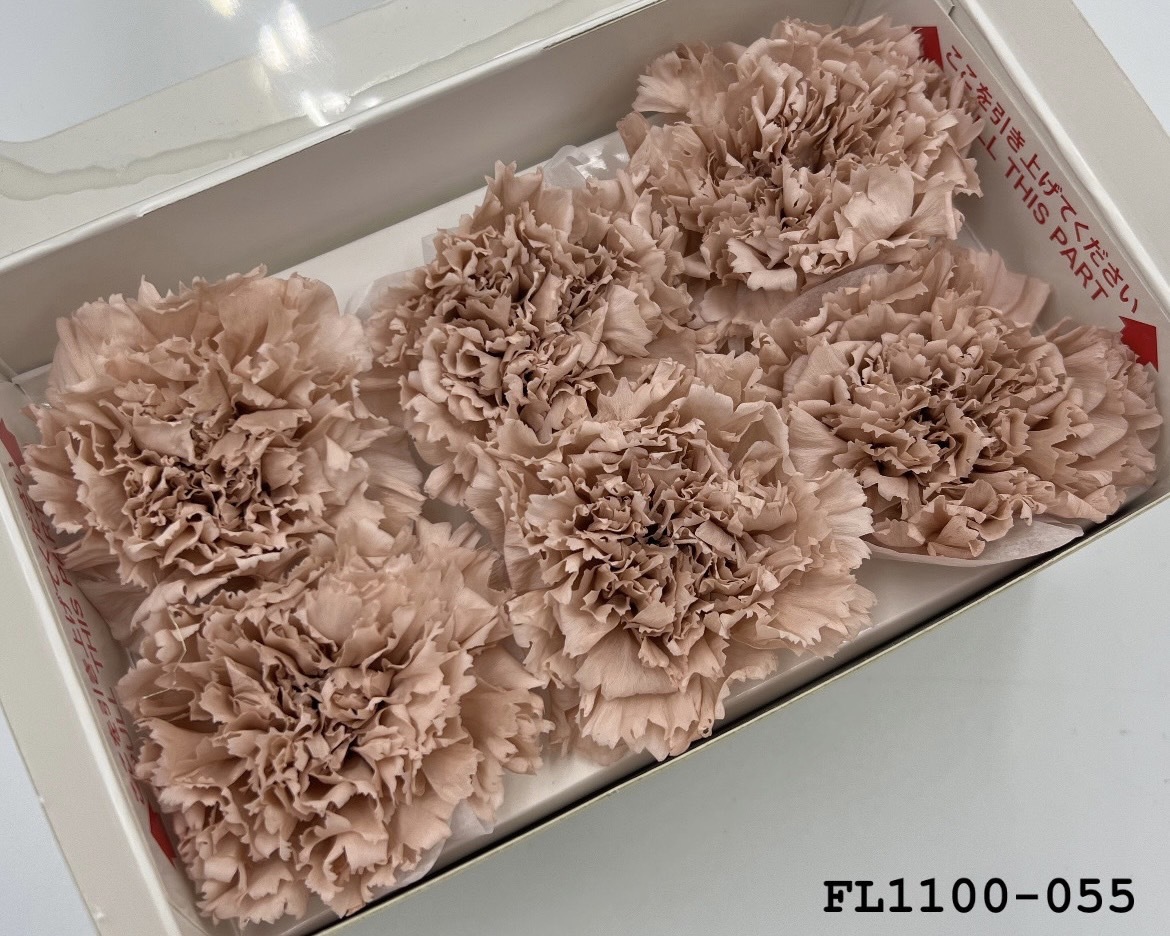 日本不凋中輪康乃馨 FL1100-055