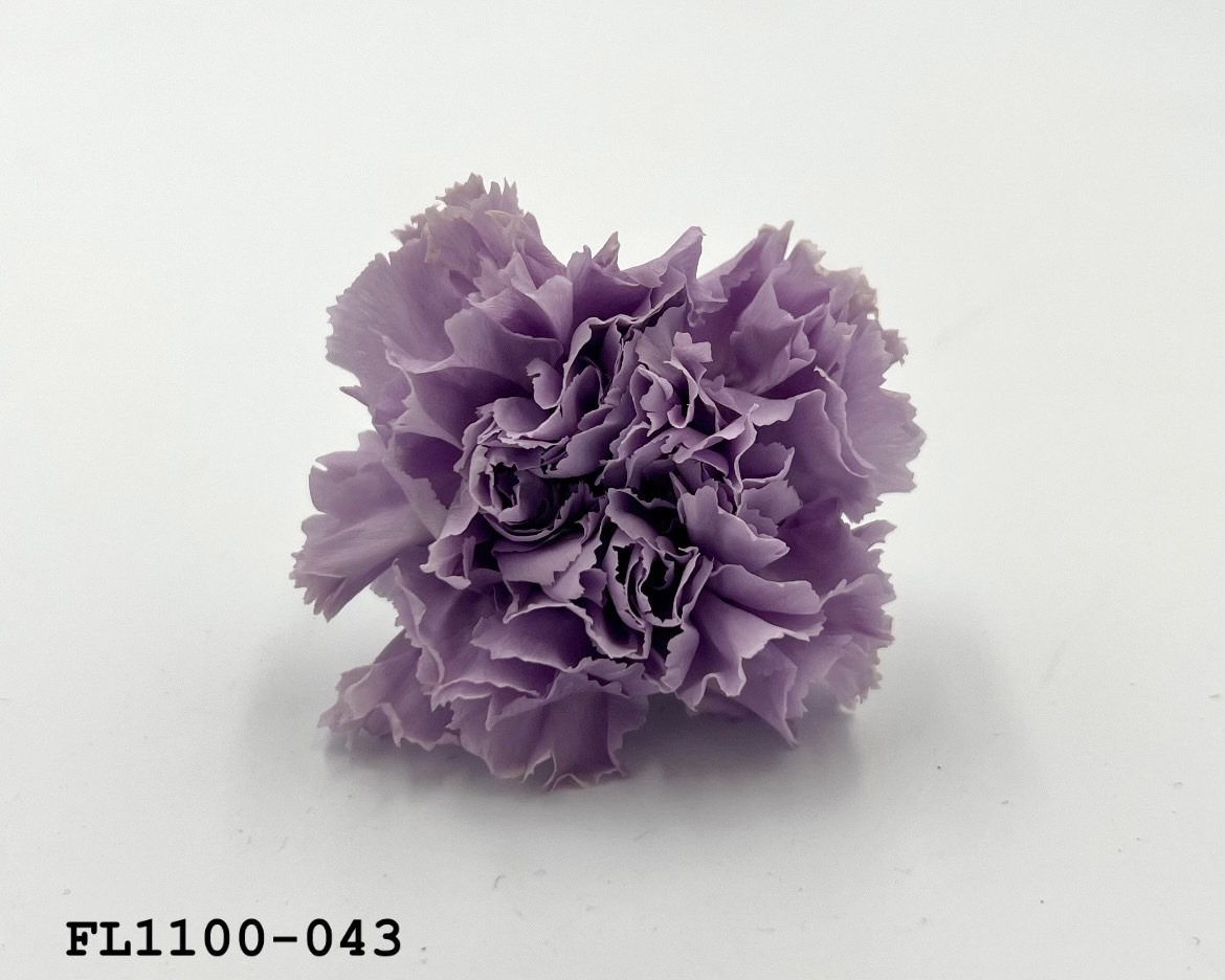 日本不凋中輪康乃馨 FL1100-043