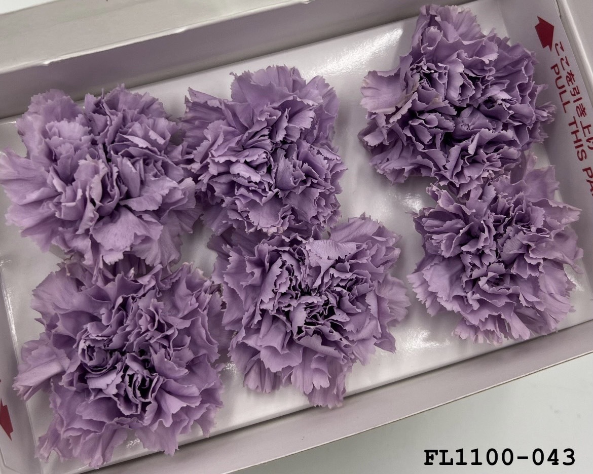 日本不凋中輪康乃馨 FL1100-043