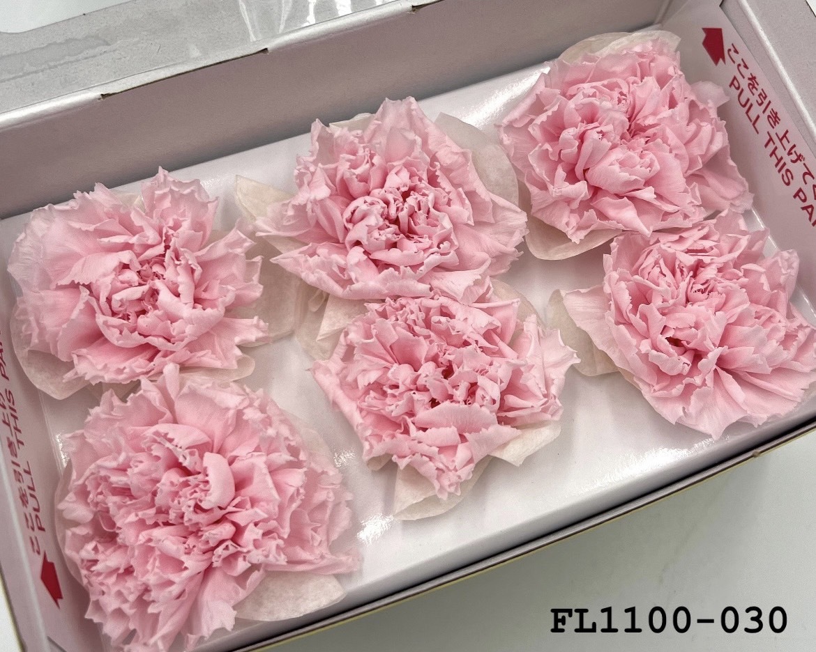 日本不凋中輪康乃馨 FL1100-030