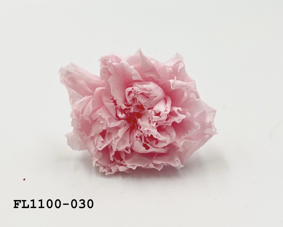 日本不凋中輪康乃馨 FL1100-030