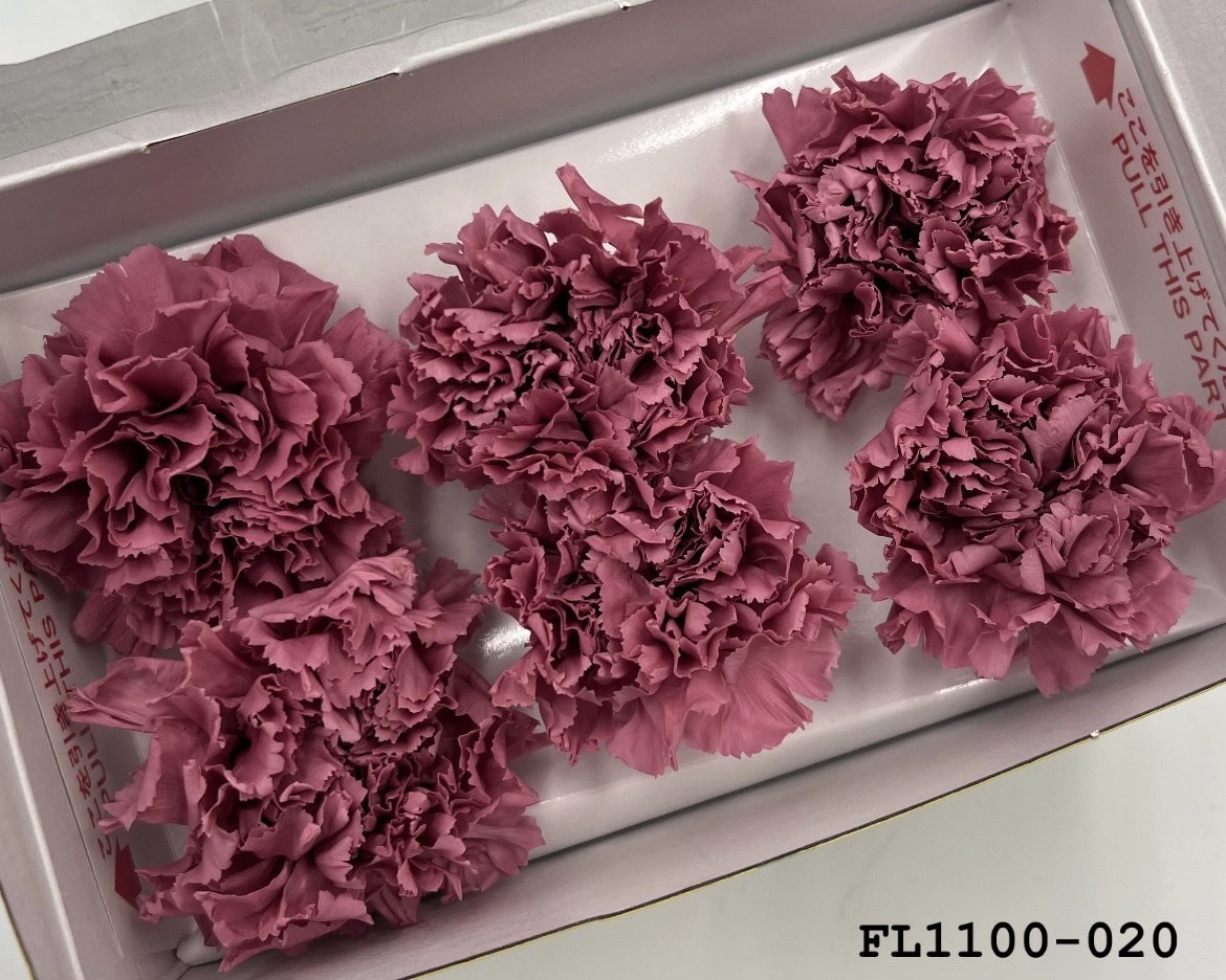 日本不凋中輪康乃馨 FL1100-020