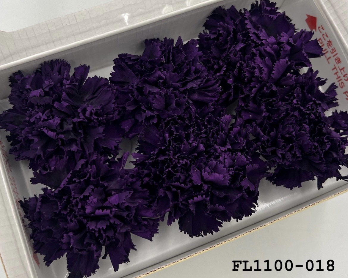 日本不凋中輪康乃馨 FL1100-018