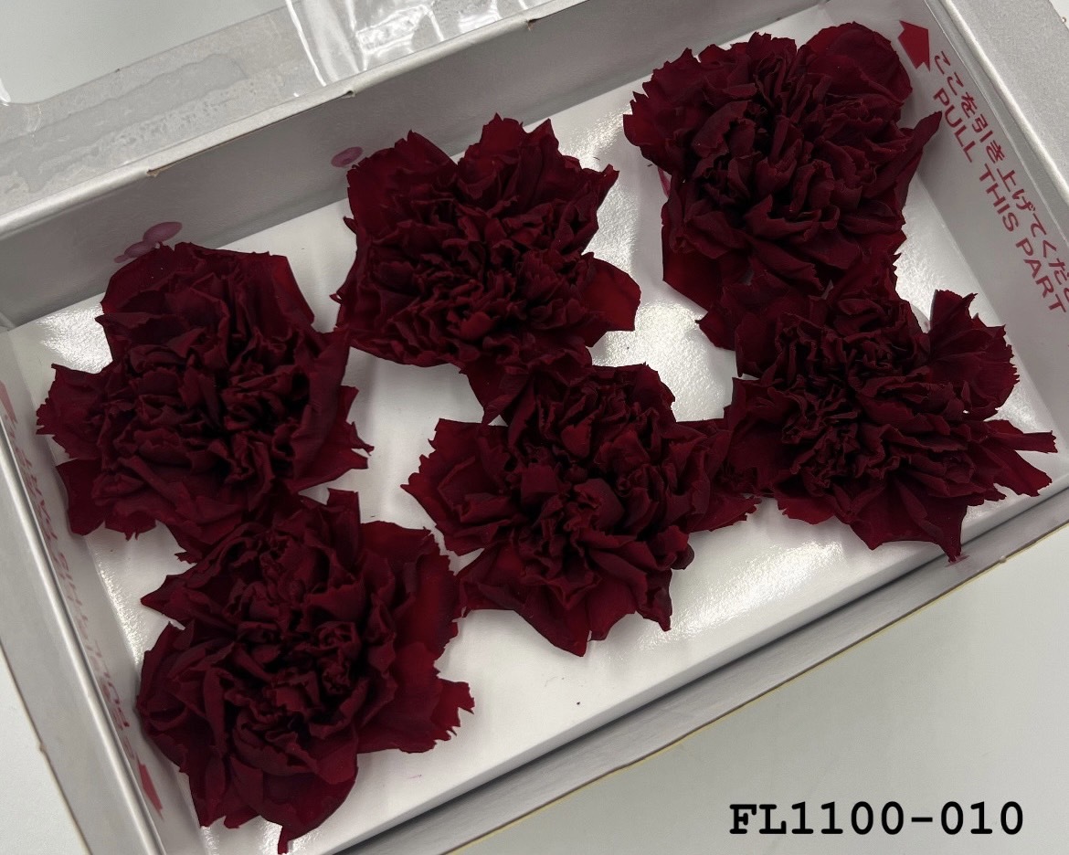 日本不凋中輪康乃馨 FL1100-010