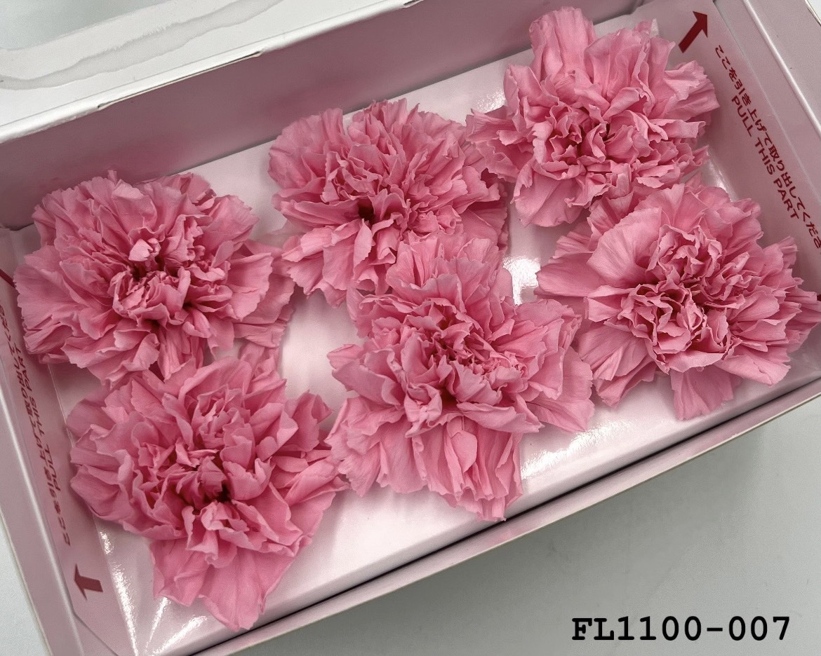 日本不凋中輪康乃馨 FL1100-007