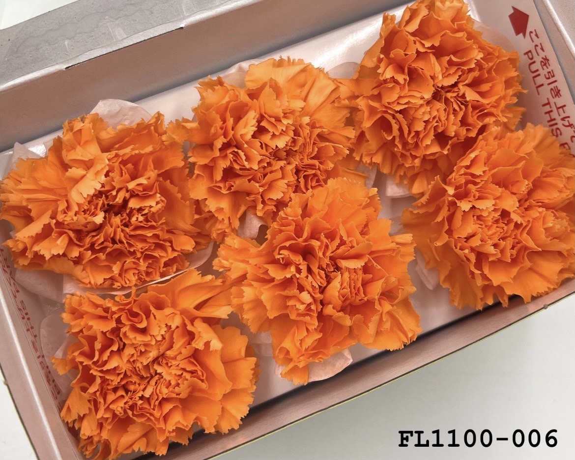 日本不凋中輪康乃馨 FL1100-006